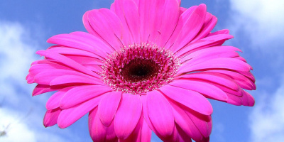 NID-3416_gerbera05.jpg