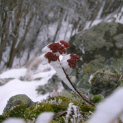 NID-639_Csovanyos2012b-08.jpg