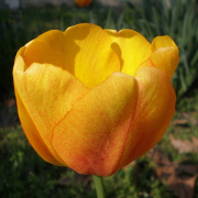 NID-718_husvet_viragok00063.jpg
