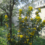 NID-718_husvet_viragok00066.jpg