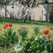 NID-718_husvet_viragok00123.jpg