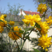NID-718_husvet_viragok00131.jpg