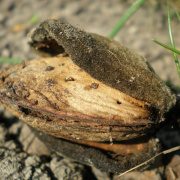 NID-718_husvet_viragok00132.jpg
