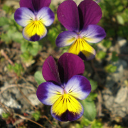 NID-718_husvet_viragok00150.jpg
