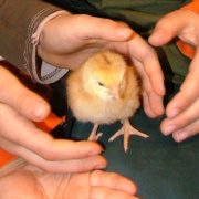 NID-1502_csibek00025.jpg