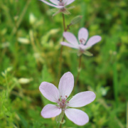 NID-1581_Madarak_es_Fak_Napja00161.jpg