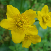 NID-1587_zarandoklat00175.jpg