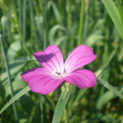 NID-1598_punkosdi_lelkinap00025.jpg
