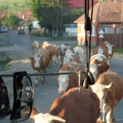 NID-1618_Csiksomlyo00016.jpg