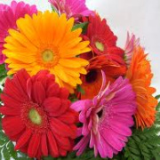 NID-3416_gerbera03.jpg