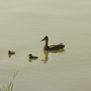 NID-4621_image061.jpg