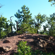NID-4648_szertorna_tabor51.JPG