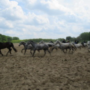 NID-7595_IMG_0291.JPG