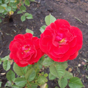 2008.06.ho_072.jpg
